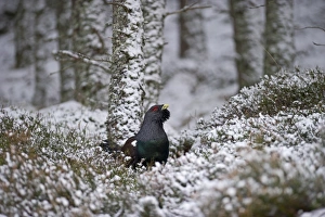Capercailie Tetrao urogallus male in winter Highlands Scotland February