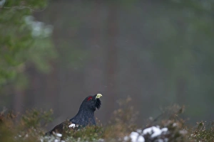 Capercailie Tetrao urogallus male in winter Highlands Scotland February