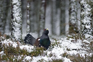 Capercailie Tetrao urogallus male in winter Highlands Scotland February
