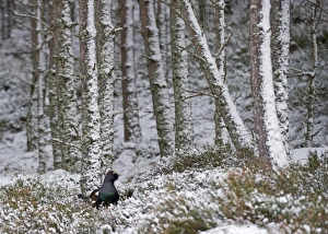Capercailie Tetrao urogallus male in winter Highlands Scotland February