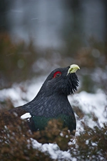 Capercailie Tetrao urogallus male in winter Highlands Scotland February