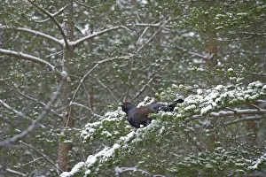 Male Prints: Capercailie Tetrao urogallus male in winter Highlands Scotland February