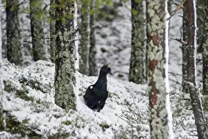 Capercailie Tetrao urogallus male in winter Highlands Scotland February