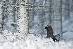 Capercailie Tetrao urogallus male in winter Highlands Scotland February