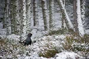 Capercailie Tetrao urogallus male in winter Highlands Scotland February