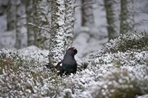 Capercailie Tetrao urogallus male in winter Highlands Scotland February