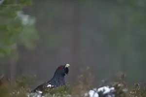 Capercailie Tetrao urogallus male in winter Highlands Scotland February
