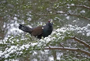 Capercailie Tetrao urogallus male in winter Highlands Scotland February