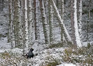Capercailie Tetrao urogallus male in winter Highlands Scotland February