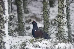 Capercailie Tetrao urogallus male in winter Highlands Scotland February