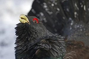 Capercailie Tetrao urogallus rogue male displaying Highlands Scotland February