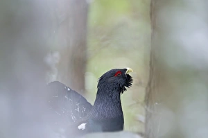 Capercailie Tetrao urogallus rogue male displaying Highlands Scotland February