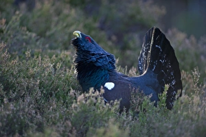 Capercailie Tetrao urogallus rogue male displaying Highlands Scotland February