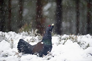 Capercailie Tetrao urogallus rogue male displaying Highlands Scotland February