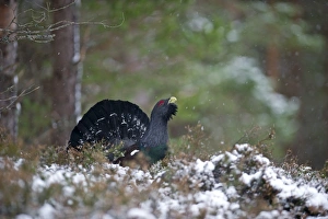 Capercailie Tetrao urogallus rogue male displaying Highlands Scotland February