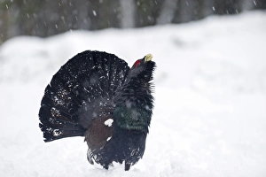 Capercailie Tetrao urogallus rogue male displaying Highlands Scotland February