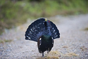 Capercailie Tetrao urogallus rogue male displaying Highlands Scotland February