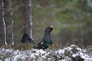 Capercailie Tetrao urogallus rogue male displaying Highlands Scotland February
