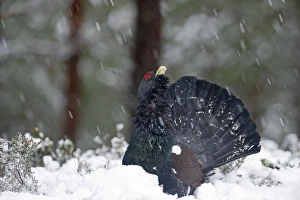 Capercailie Tetrao urogallus rogue male displaying Highlands Scotland February