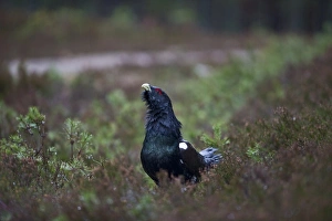 Capercailie Tetrao urogallus rogue male displaying Highlands Scotland February