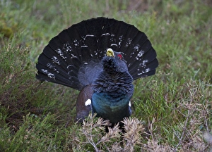 Capercailie Tetrao urogallus rogue male displaying Highlands Scotland February
