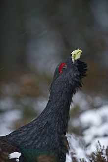 Capercailie Tetrao urogallus rogue male displaying Highlands Scotland February