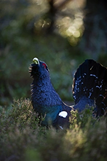 Capercailie Tetrao urogallus rogue male displaying Highlands Scotland February