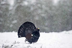 Capercailie Tetrao urogallus rogue male displaying Highlands Scotland February