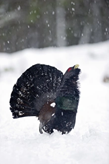 Capercailie Tetrao urogallus rogue male displaying Highlands Scotland February