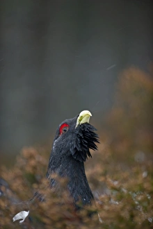 Capercailie Tetrao urogallus rogue male displaying Highlands Scotland February