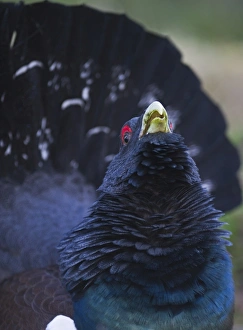Capercailie Tetrao urogallus rogue male displaying Highlands Scotland February