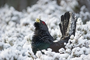 Capercailie Tetrao urogallus rogue male displaying Highlands Scotland February