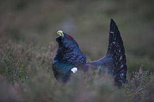 Capercailie Tetrao urogallus rogue male displaying Highlands Scotland February