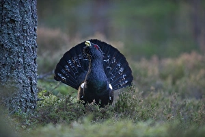 Capercailie Tetrao urogallus rogue male displaying Highlands Scotland February