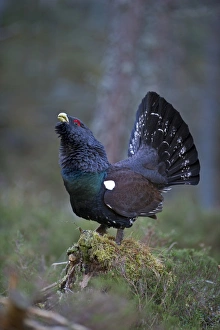 Capercailie Tetrao urogallus rogue male displaying Highlands Scotland February