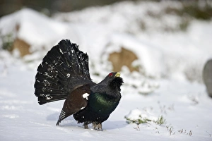 Capercailie Tetrao urogallus rogue male displaying Highlands Scotland February Capercailie Tetrao urogallus rogue male displaying Highlands Scotland February