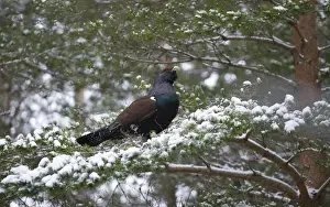 Male Prints: Capercailie Tetrao urogallus rogue male displaying Highlands Scotland February