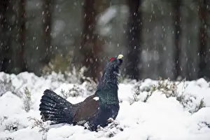 Capercailie Tetrao urogallus rogue male displaying Highlands Scotland February