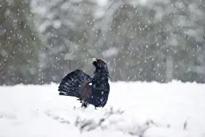 Capercailie Tetrao urogallus rogue male displaying Highlands Scotland February