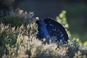 Capercailie Tetrao urogallus rogue male displaying Highlands Scotland February