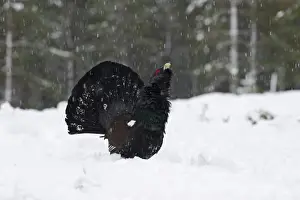 Capercailie Tetrao urogallus rogue male displaying Highlands Scotland February