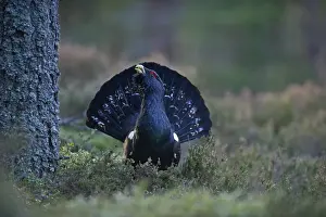 Capercailie Tetrao urogallus rogue male displaying Highlands Scotland February