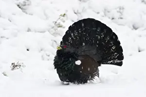 Capercailie Tetrao urogallus rogue male displaying Highlands Scotland February