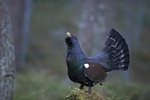 : Capercailie Tetrao urogallus rogue male displaying Highlands Scotland February