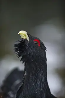 : Capercailie Tetrao urogallus rogue male displaying Highlands Scotland February