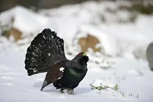 : Capercailie Tetrao urogallus rogue male displaying Highlands Scotland February