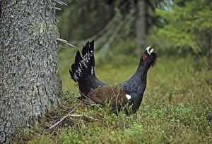 Capercaillie Tetrao urogallus male displaying in pine forest Scotland April Capercaillie Tetrao urogallus male displaying in pine forest Scotland April
