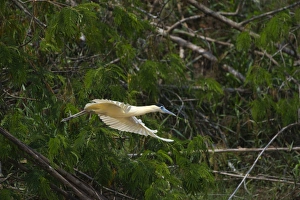 Neotropical Prints: Capped Heron Pilherodius pileatus Amazon Peru