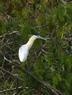 Tambopata Prints: Capped Heron Pilherodius pileatus Tambopata Peruvian Amazon