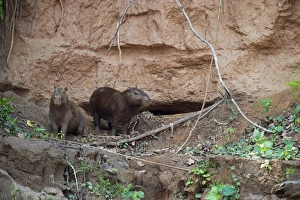Capybara Hydrochaeris hydrochaeris at clay lick on river bank Tambopata Amazon Peru Capybara Hydrochaeris hydrochaeris at clay lick on river bank Tambopata Amazon Peru